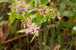 Swamp loosestrife